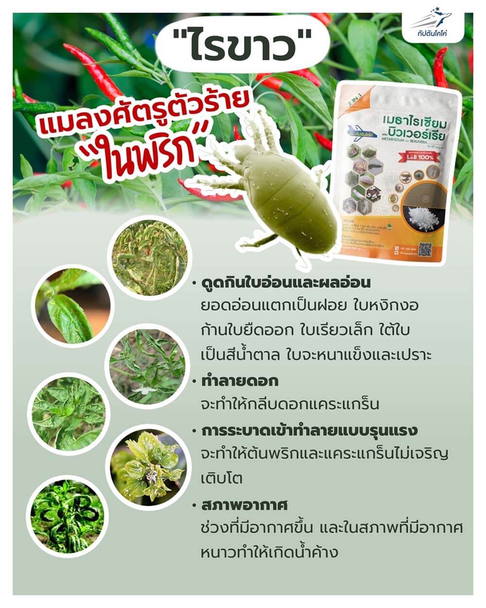 Read more about the article แก้ปัญหา โรคไรขาว พริก￼￼