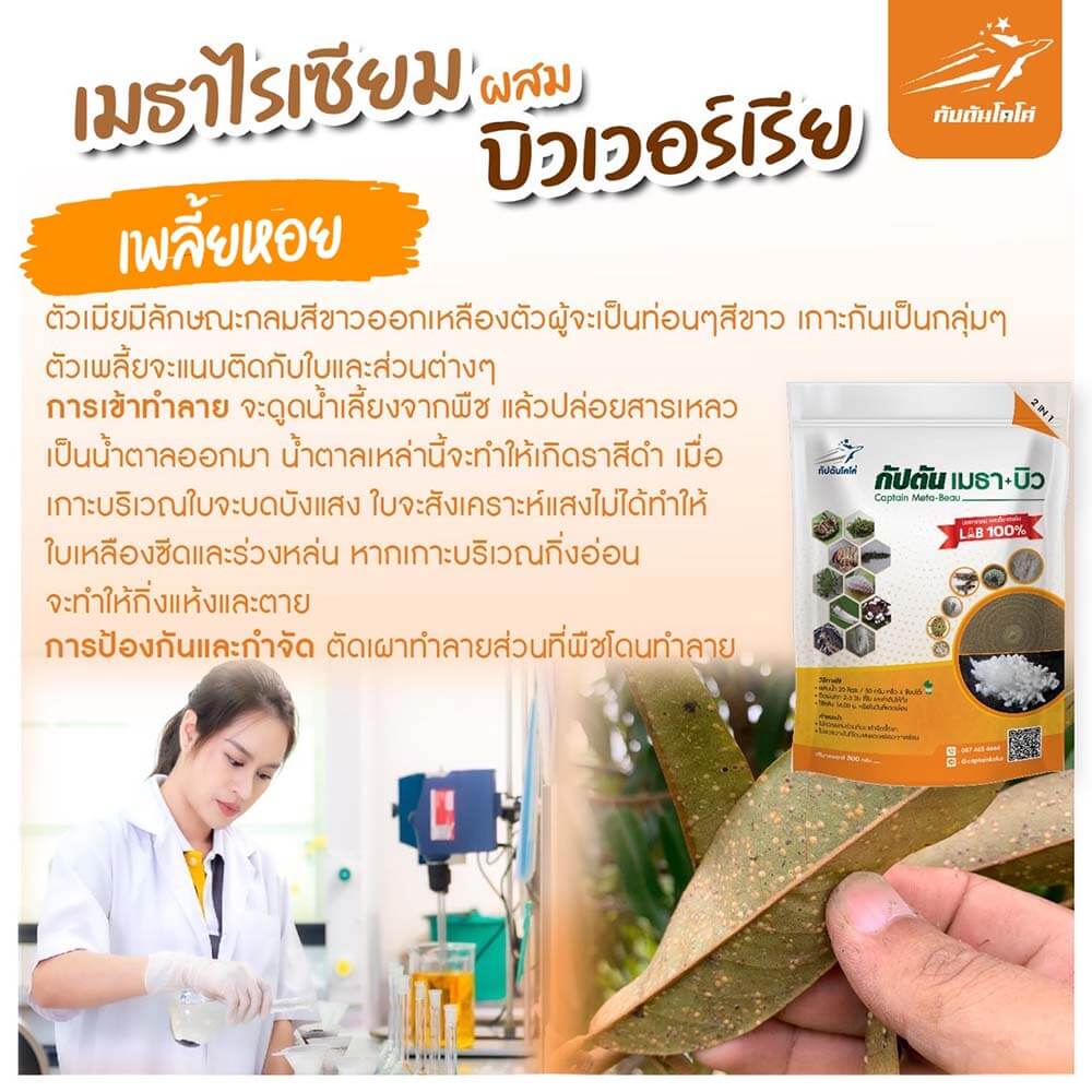 Read more about the article เพลี้ยหอย บนใบทุเรียน￼￼