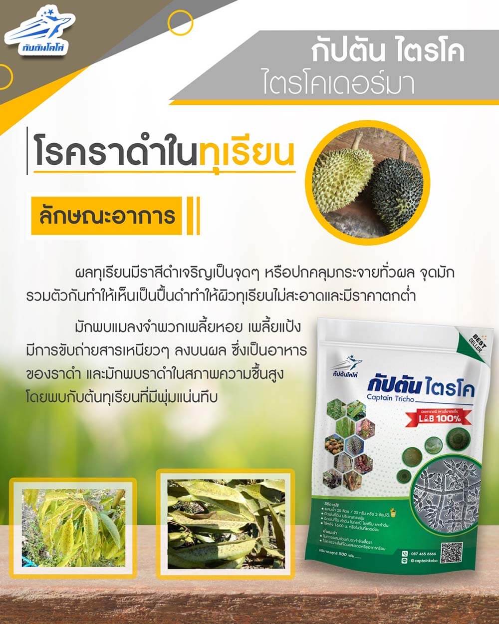 You are currently viewing โรคราดำ ในทุเรียน (sooty mold)￼