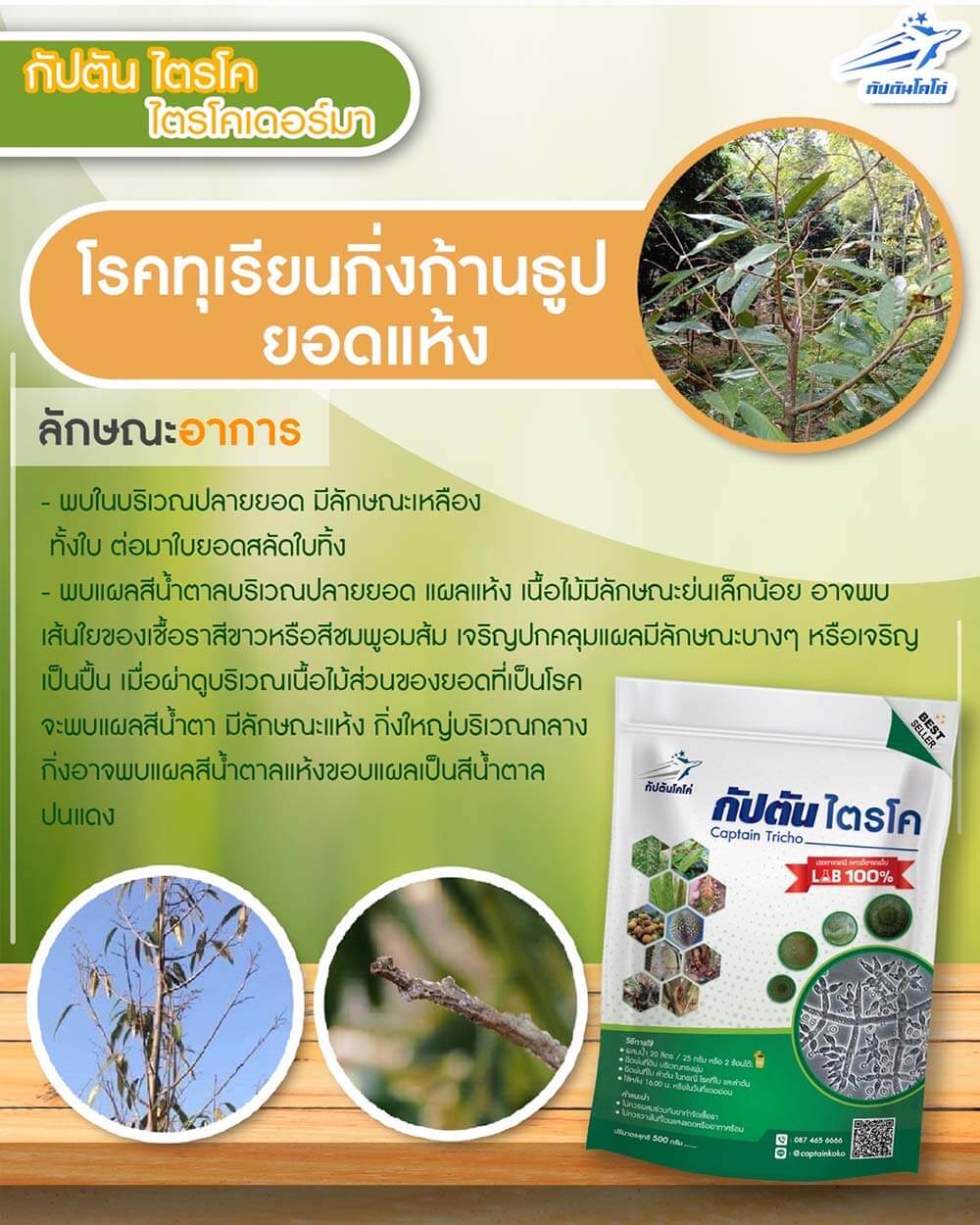 You are currently viewing โรคทุเรียนกิ่งก้านธูป หรือทุเรียนยอดแห้ง