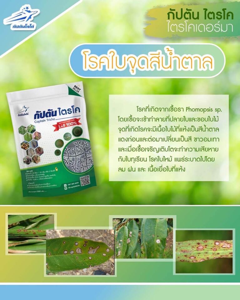Read more about the article โรคใบจุด ขอบใบไหม้ในทุเรียน