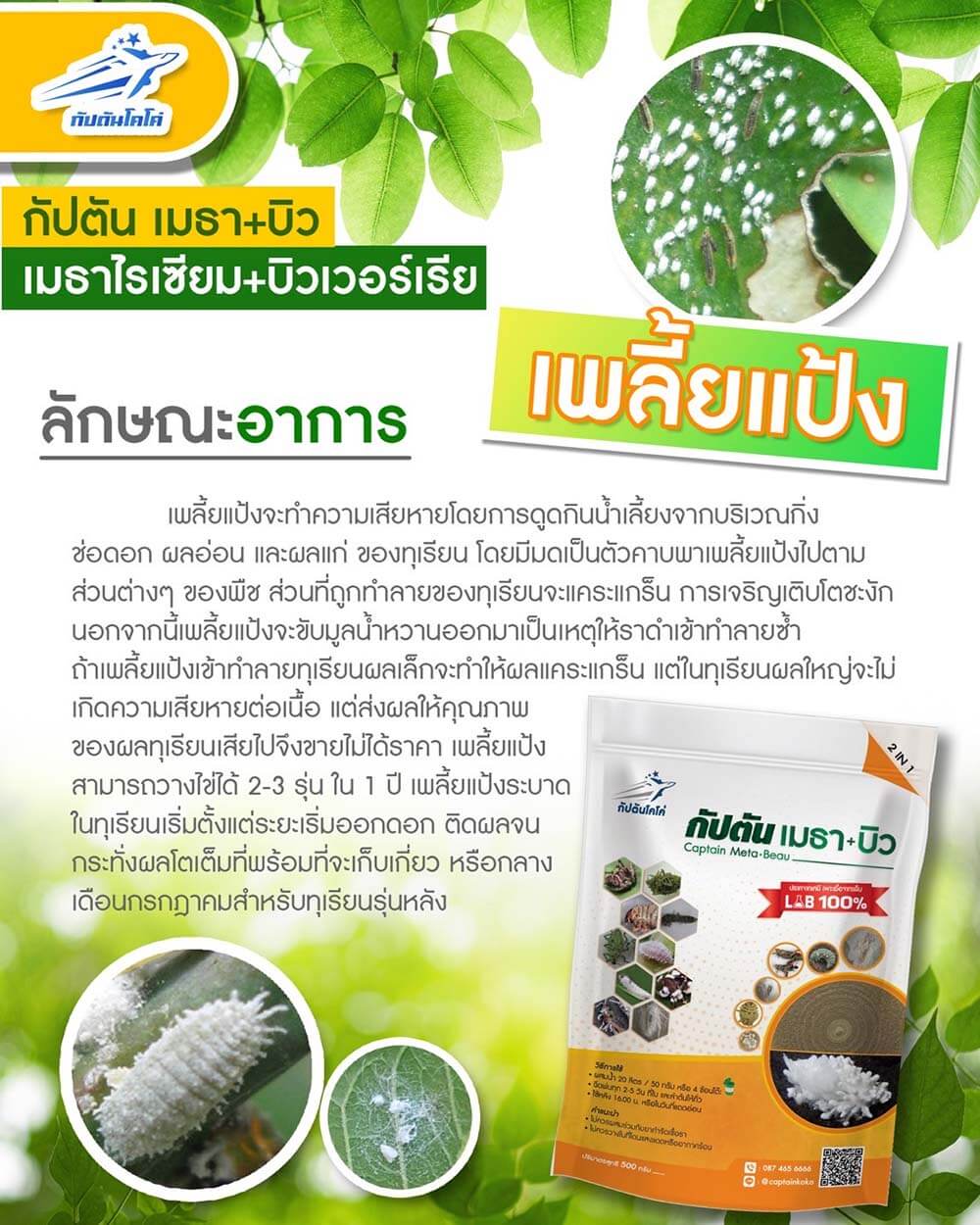 Read more about the article เพลี้ยแป้ง (Mealy bugs)￼