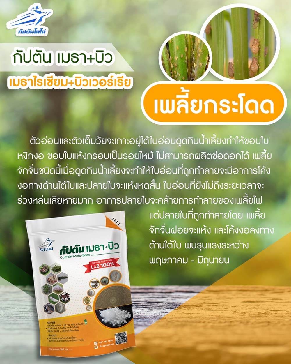 Read more about the article เพลี้ยกระโดด