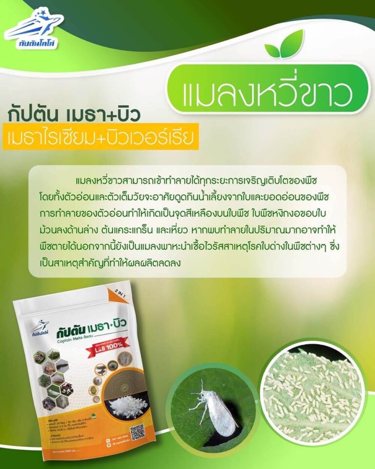 Read more about the article แมลงหวี่ขาว