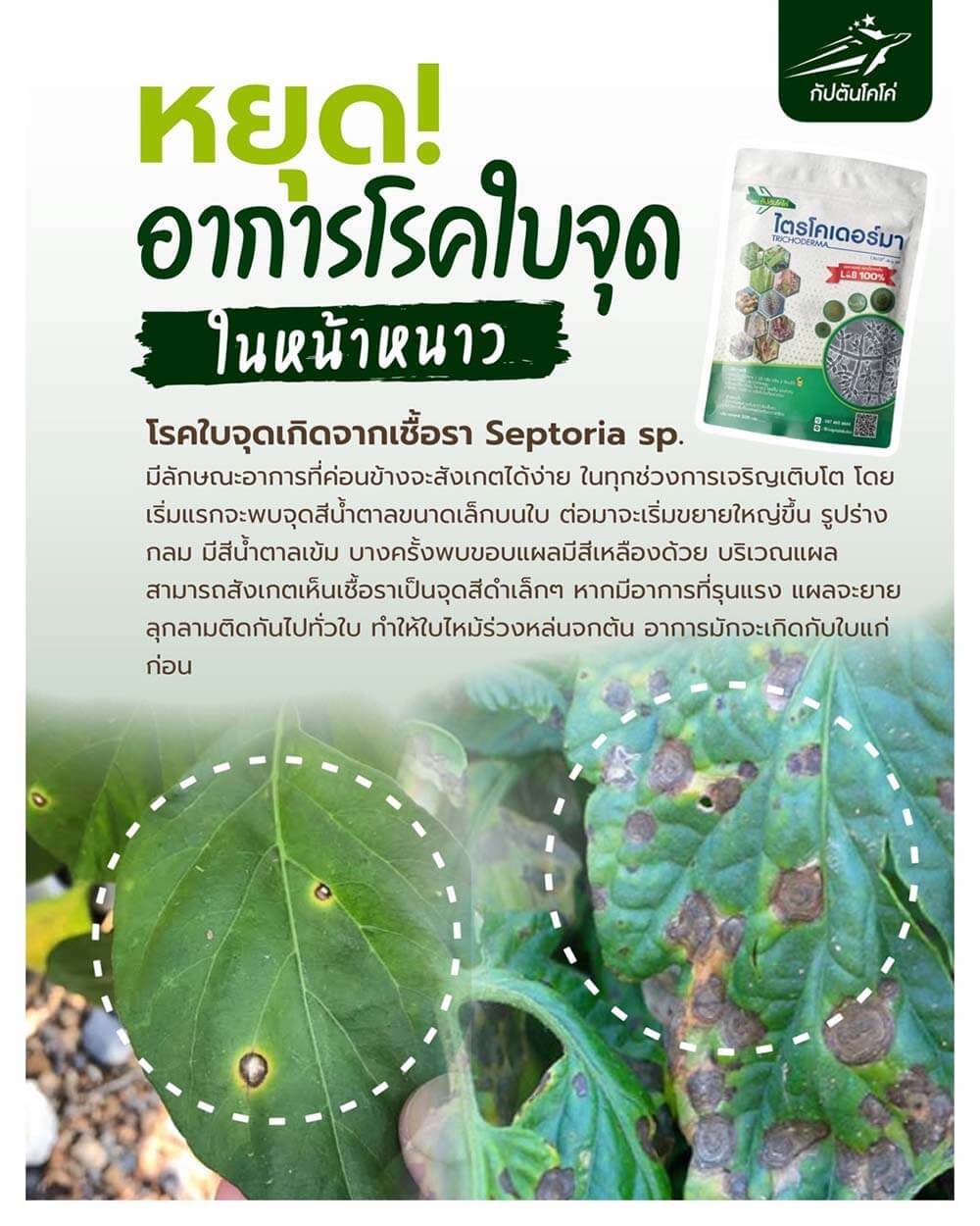 Read more about the article โรคราใบจุด ในหน้าหนาว