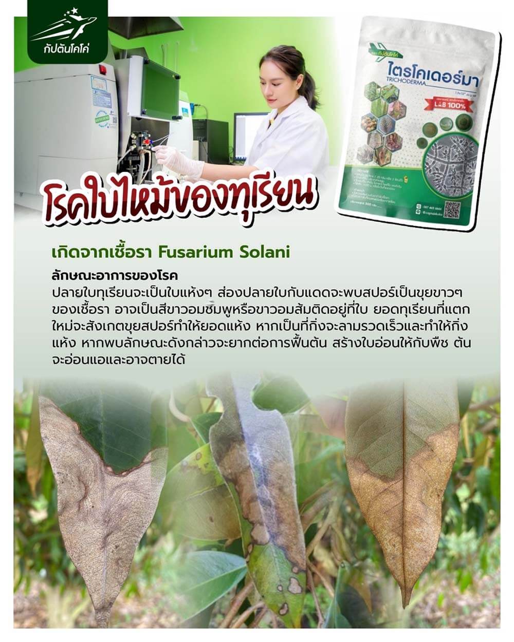 You are currently viewing โรคใบไหม้ ของทุเรียน