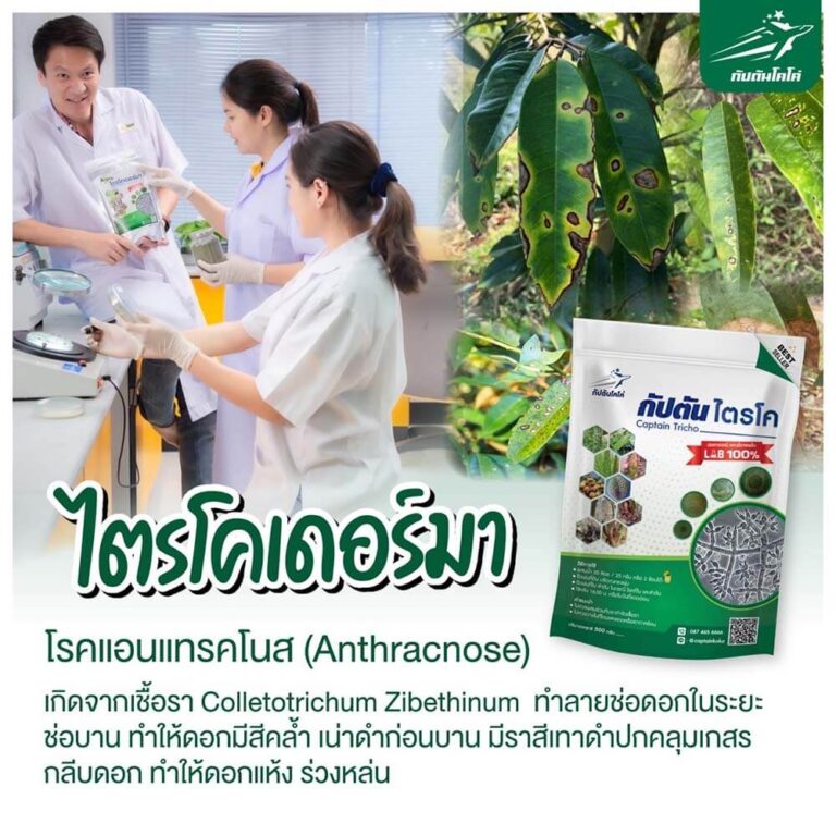 Read more about the article โรคแอนแทรคโนส ในทุเรียน￼￼