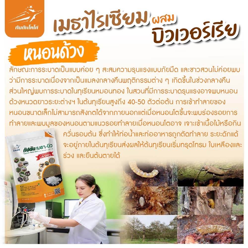 Read more about the article หนอนด้วง
