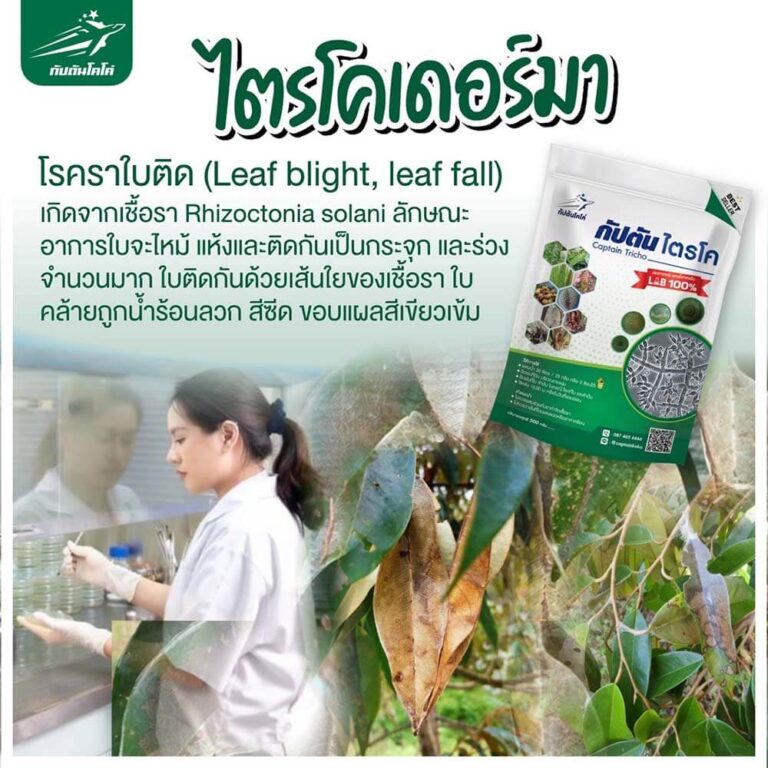 Read more about the article โรคใบติดหรือใบไหม้ (Leaf Blight)￼