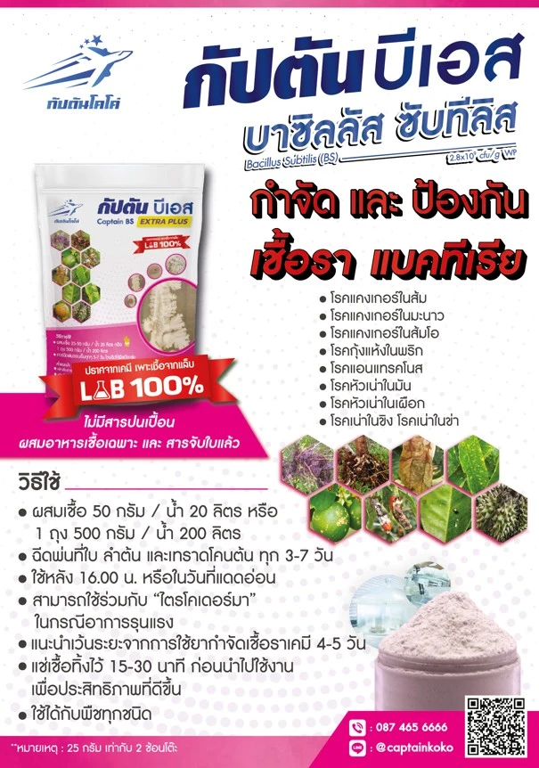 บีเอส สรรพคุณวิธีใช้