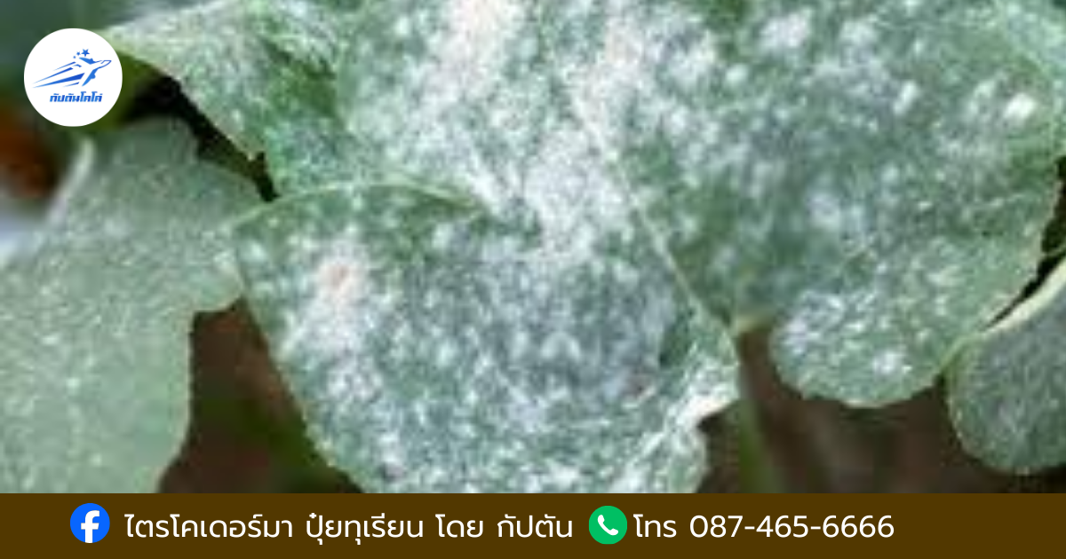 โรตทุเรียน โรคราแป้ง (Powdery Mildew)