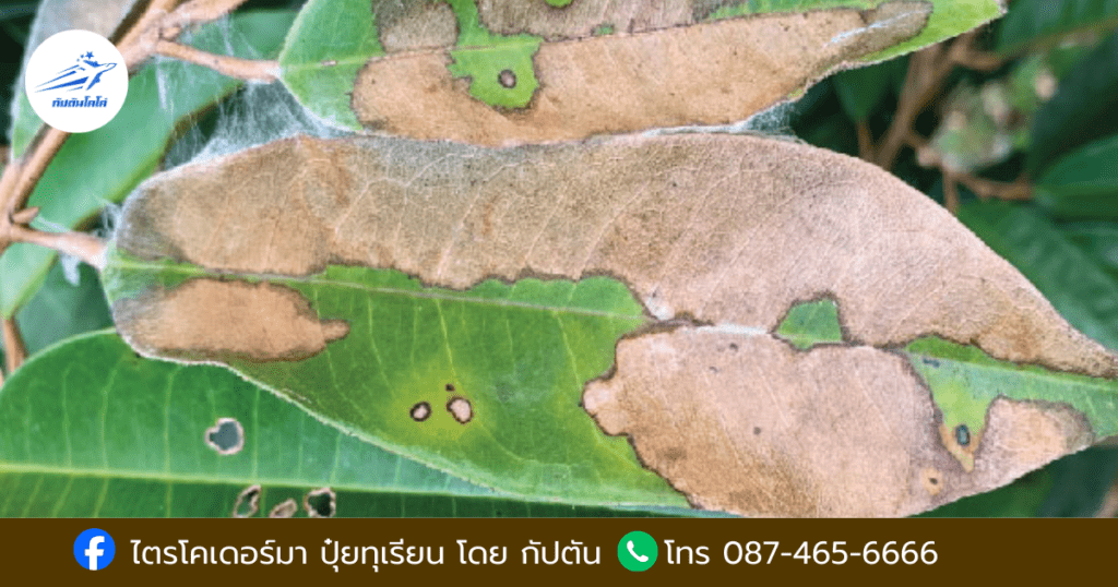 โรคทุเรียน ใบติด (เชื้อราไรซอกโทเนีย)