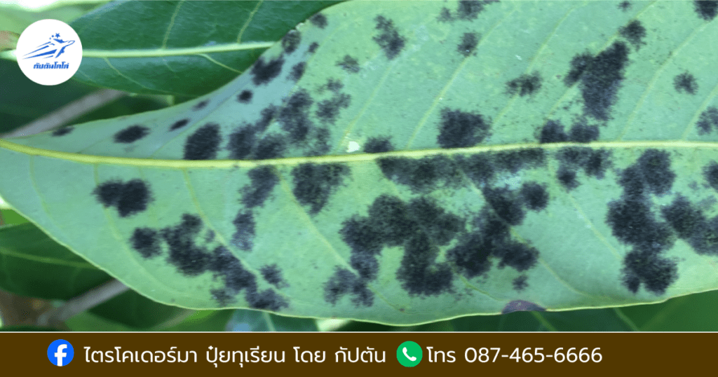 โรคทุเรียน โรคราดำ (Sooty Mold)