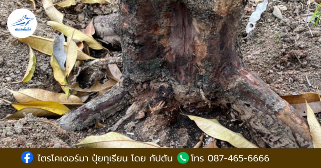 โรคทุเรียน รากเน่า โคนเน่า ไฟทอปธอร่า
