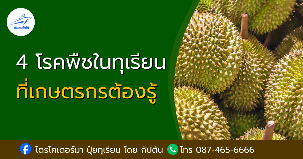 You are currently viewing 4 โรคทุเรียน ยอดฮิต ที่ชาวสวนต้องระวัง! | กัปตันโคโค่